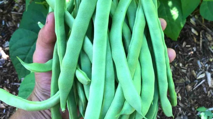 Green Beans: A Classification Conundrum for Cooks and Scientists Alike