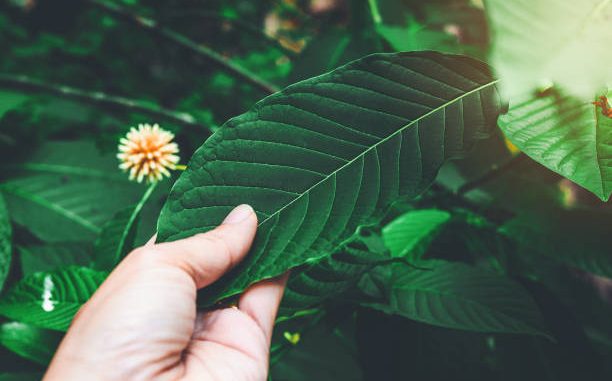 Supporting Local Kratom Businesses Reasons to Buy Nearby