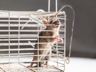 Winning the Battle Against Rats: Pest Control Mastery