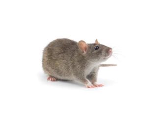 Quality Rodent Control Services for Sydney Homes