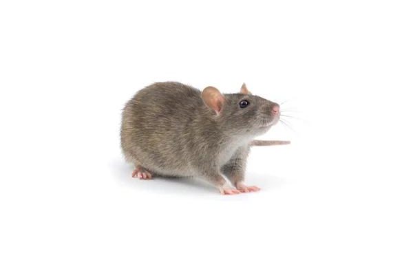 Quality Rodent Control Services for Sydney Homes