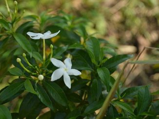 Discovering the Serenity of Botanical Gardens