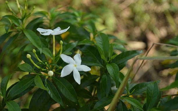 Discovering the Serenity of Botanical Gardens